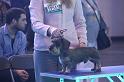 Crufts_dachshunds 229